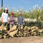 from-laboratory-to-agriculture:-cabbi’s-pipeline-produces-oil-enriched-sorghum