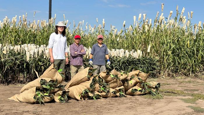 from-laboratory-to-agriculture:-cabbi’s-pipeline-produces-oil-enriched-sorghum