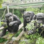 chimpanzees-exhibit-contagious-urination-behavior