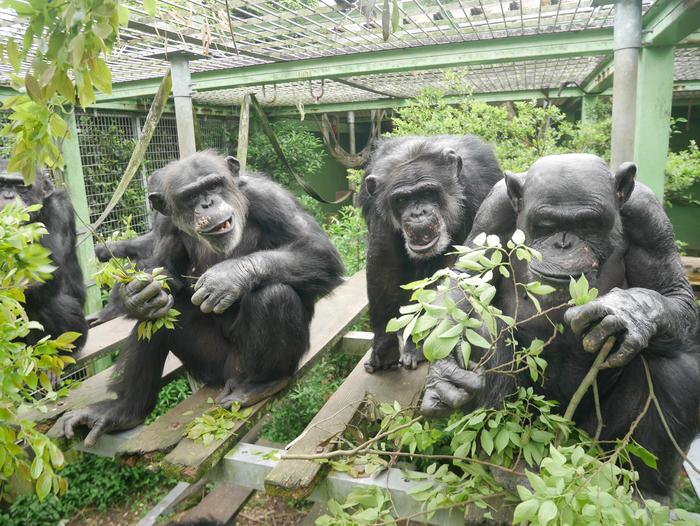 chimpanzees-exhibit-contagious-urination-behavior