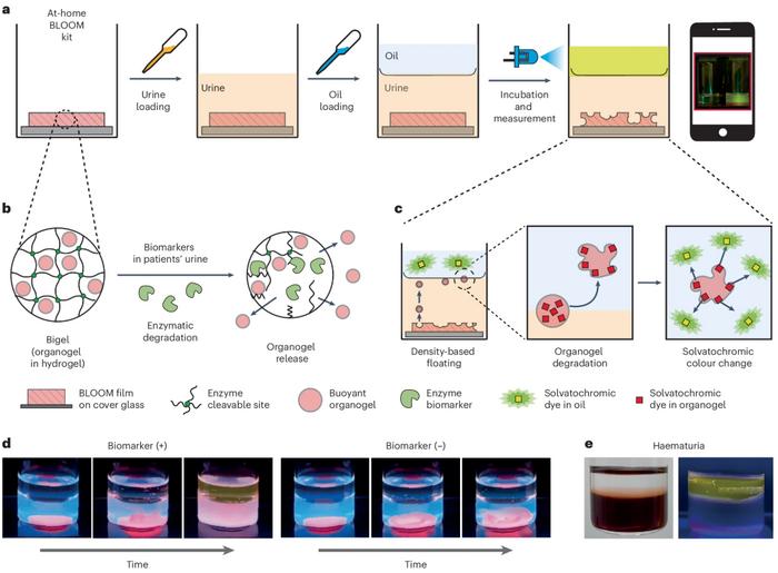 at-home-testing-for-early-detection-of-bladder-cancer:-a-breakthrough-innovation