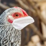 hhs-gives-moderna-$590m-to-‘accelerate’-bird-flu-vaccine-trials