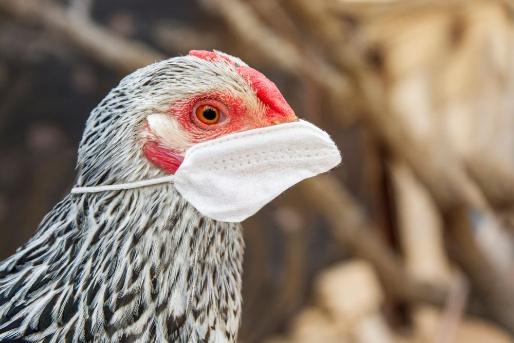 hhs-gives-moderna-$590m-to-‘accelerate’-bird-flu-vaccine-trials