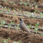 small-birds,-minimal-waste:-assessing-food-safety-risks