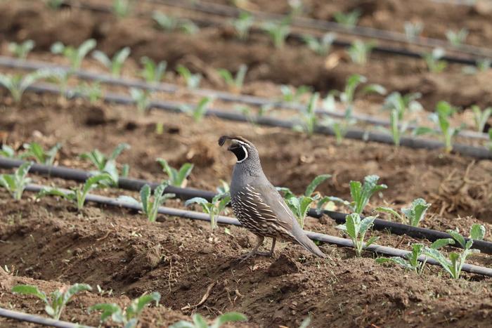 small-birds,-minimal-waste:-assessing-food-safety-risks