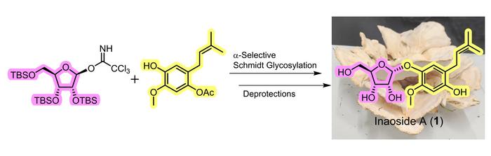 exploring-new-horizons-in-organic-chemistry:-synthesis-of-a-promising-compound-from-mushrooms