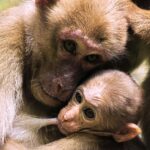 impact-of-early-pregnancy-stress-on-offspring:-long-term-consequences-into-adulthood