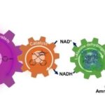 revolutionary-biodegradable-nylon-precursor-created-via-artificial-photosynthesis