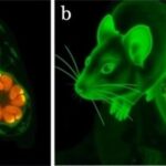 single-dose-drug-candidate-successfully-eradicates-breast-cancer-tumors-in-mouse-models