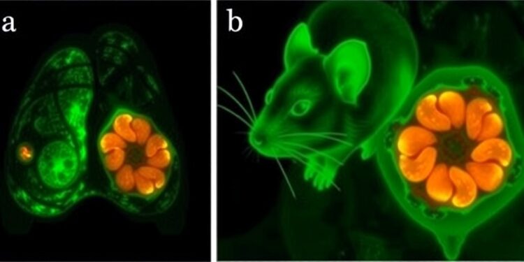 single-dose-drug-candidate-successfully-eradicates-breast-cancer-tumors-in-mouse-models