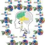 new-insights-into-brain-‘brakes’-linked-to-disorders-unearthed-from-epilepsy-patient-samples