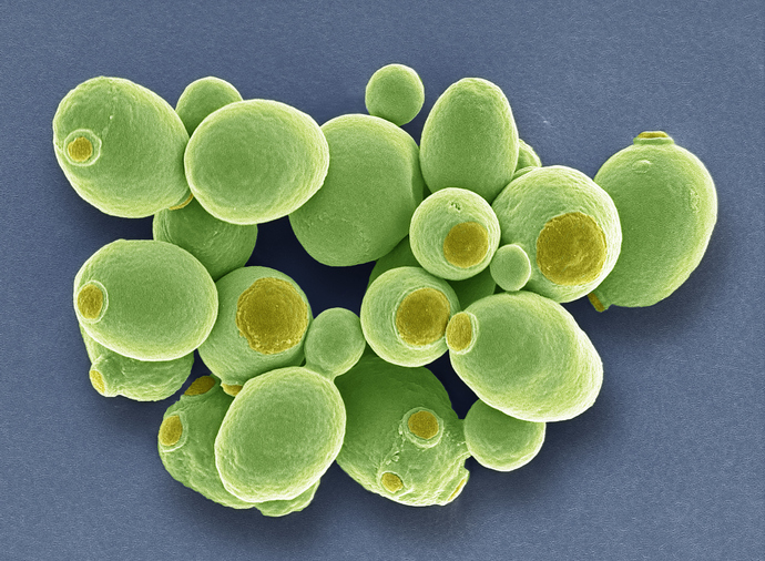first-synthetic-eukaryotic-genome-completed
