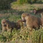 alpha-male-baboons-pay-the-price-for-their-charms:-the-cost-of-being-a-ladies’-man