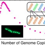 unraveling-the-mystery-of-polyploidy:-the-role-of-genome-duplication-in-evolutionary-adaptation