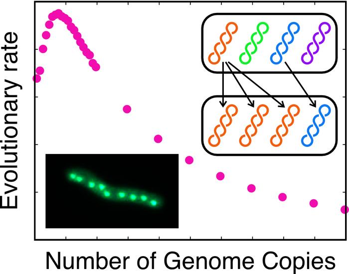 unraveling-the-mystery-of-polyploidy:-the-role-of-genome-duplication-in-evolutionary-adaptation