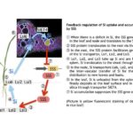 silicon’s-role-in-enhancing-plant-resilience:-from-roots-to-shoots