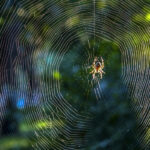 kraig-biocraft-labs-set-to-expand-spider-silk-production-in-vietnam