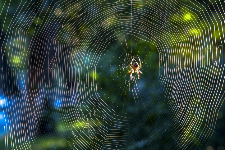 kraig-biocraft-labs-set-to-expand-spider-silk-production-in-vietnam