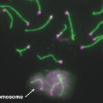 y-chromosome-genes-that-impact-sperm-development-and-fertility-uncovered-in-mice