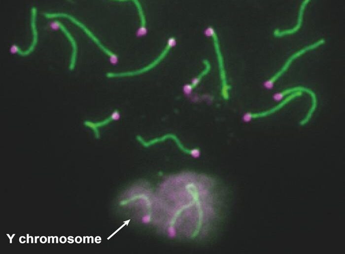 y-chromosome-genes-that-impact-sperm-development-and-fertility-uncovered-in-mice