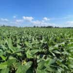 empowering-resistance:-the-role-of-soybeans-in-battling-nematode-invaders-unveiled