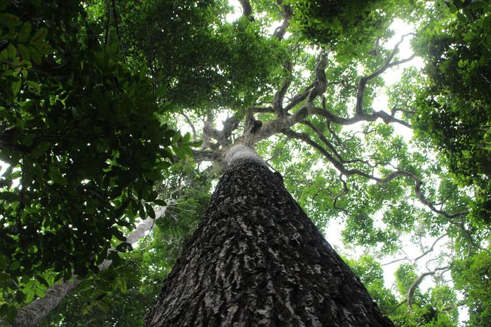 influence-of-human-activity-on-the-past-and-future-of-brazil-nut-forests