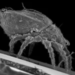 revolutionizing-survival:-the-remarkable-asexual-adaptations-of-mites-over-millennia