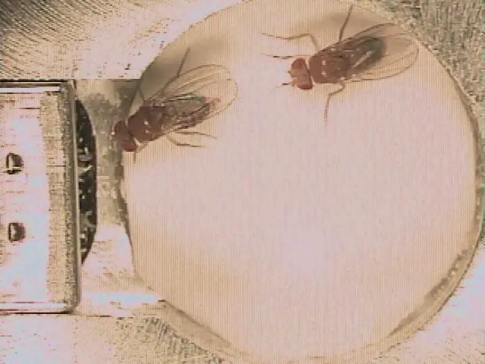 unlocking-mosquito-control:-insights-from-fruit-flies’-courtship-songs