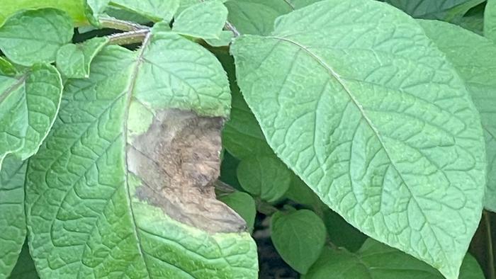 research-reveals-south-america-–-not-mexico-–-as-origin-of-pathogen-behind-irish-potato-famine