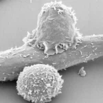 addition-to-t-cell-expansion-media-leads-to-improved-antitumor-efficacy-in-mice