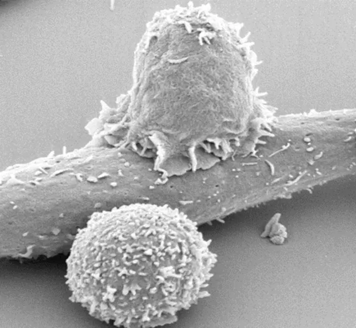 addition-to-t-cell-expansion-media-leads-to-improved-antitumor-efficacy-in-mice