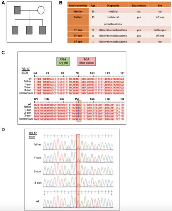 new-insights-into-retinoblastoma:-pathogenic-variants-indicate-possible-gain-of-function-mutation