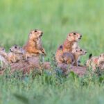 revitalizing-north-america’s-grasslands:-the-crucial-role-of-prairie-dog-conservation