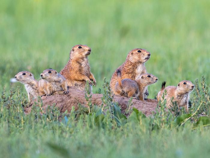 revitalizing-north-america’s-grasslands:-the-crucial-role-of-prairie-dog-conservation