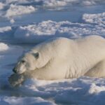 polar-bears’-greasy-locks:-how-oily-fur-provides-anti-icing-benefits
