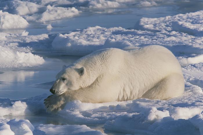 polar-bears’-greasy-locks:-how-oily-fur-provides-anti-icing-benefits