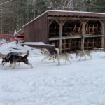 working-dogs-take-a-day-to-adapt-to-daylight-savings-time,-while-pets-adjust-easily