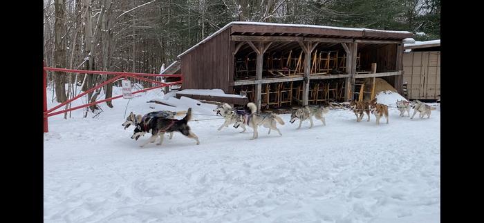 working-dogs-take-a-day-to-adapt-to-daylight-savings-time,-while-pets-adjust-easily