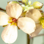 epigenetic-chromosomal-state-remains-stable-in-plants-after-inversion-by-crispr/cas-technology