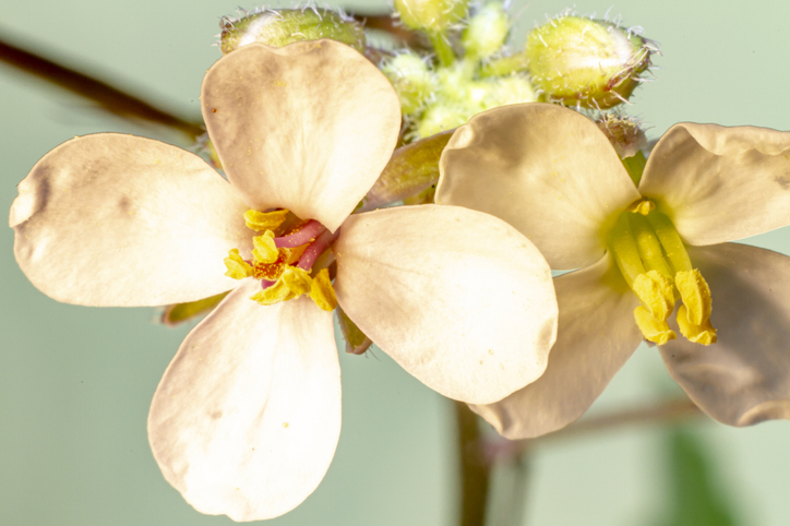 epigenetic-chromosomal-state-remains-stable-in-plants-after-inversion-by-crispr/cas-technology