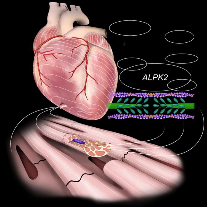 emerging-therapeutic-target-identified-for-fatal-heart-failure:-alpk2