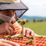 montana-state-research-lab-secures-$2-million-to-advance-studies-on-viruses-and-honeybee-health