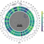 real-time-simulation-of-magnetic-whirl-phenomena