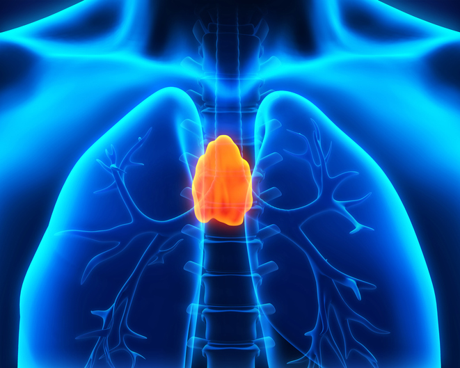 mechanism-for-self-repair-of-the-thymus-identified