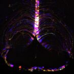 unlocking-the-secrets-of-brain-aging:-new-research-reveals-cellular-damage-linked-to-age