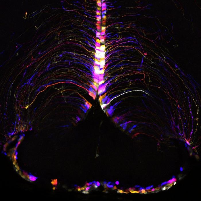 unlocking-the-secrets-of-brain-aging:-new-research-reveals-cellular-damage-linked-to-age