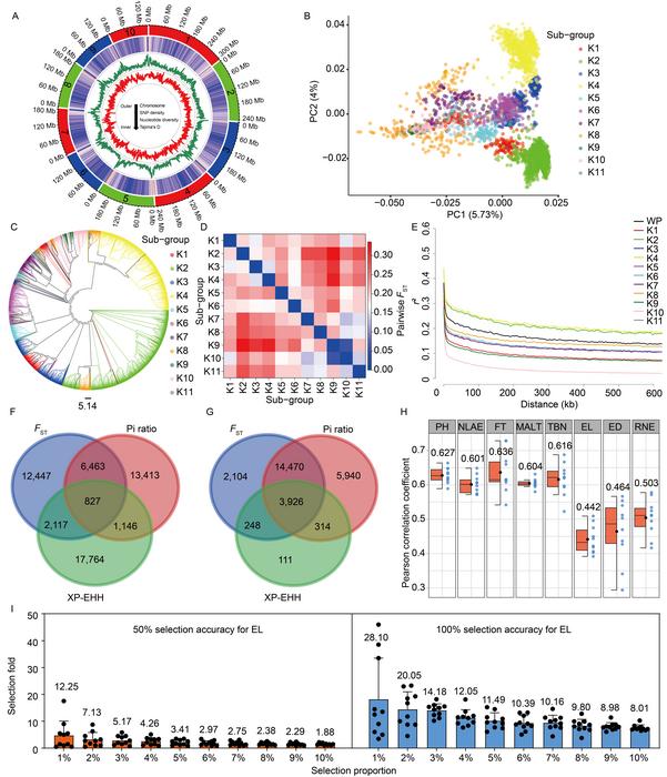 exploring-genetic-diversity-and-breeding-impact-in-contemporary-maize-inbred-lines