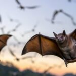 unveiling-the-secrets-of-migratory-bats:-how-they-harness-storm-front-winds-to-conserve-energy