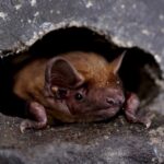 bats-ride-storm-fronts-during-continental-migration,-new-research-reveals