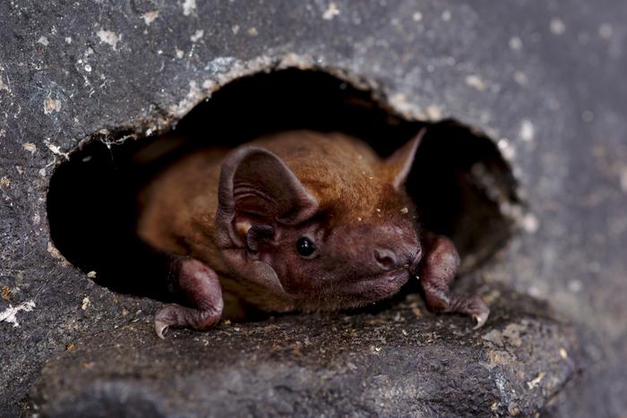 bats-ride-storm-fronts-during-continental-migration,-new-research-reveals